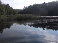 Pinon (10)